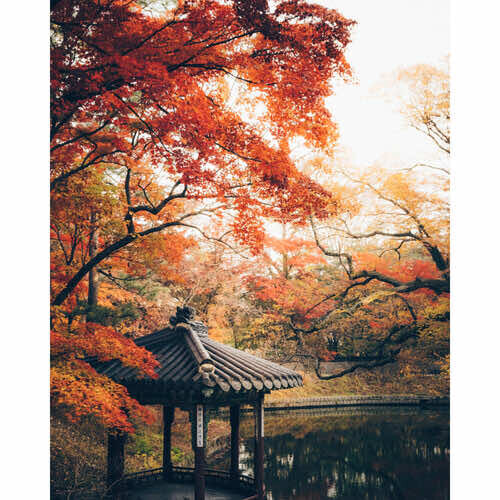 Traditional Asian pavilion framed by vibrant red maple foliage in autumn landscape