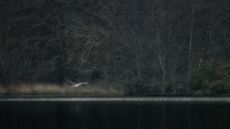 White bird in flight over dark water with bare trees lining the shore