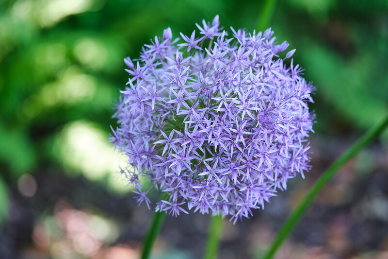 Viltrox 90mm f/2.2 EVO