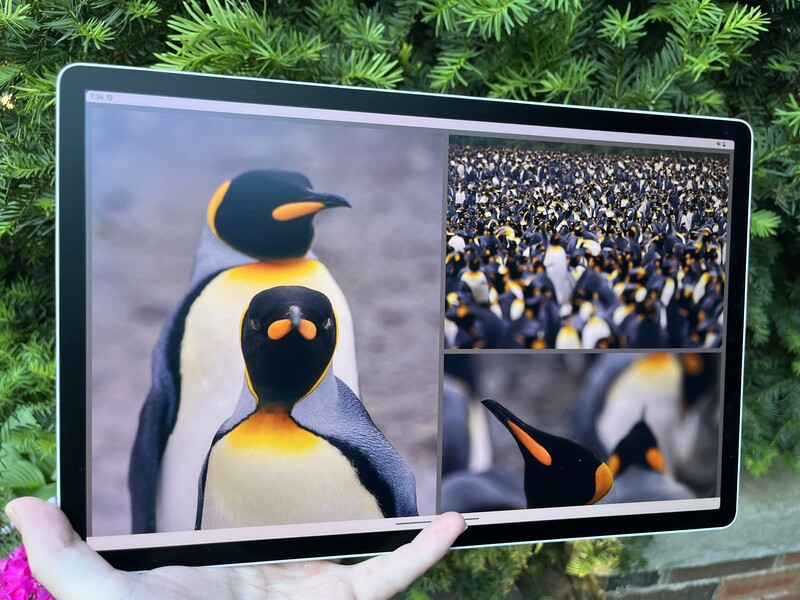 Screenshot showing Emperor penguin photography displayed on a tablet with natural foliage background