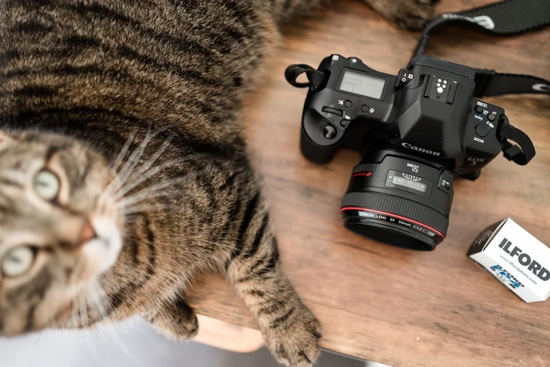 Tabby cat looking at camera next to professional DSLR camera and lens on wooden surface
