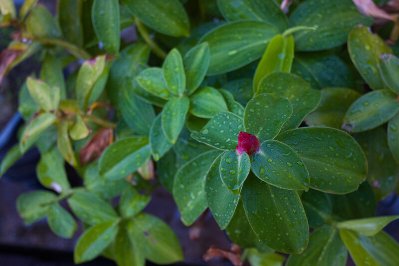 Deep magenta flower bud emerging from wet green foliage with water droplets