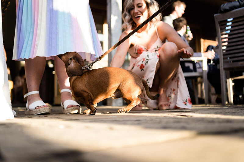 Dachshund on leash at dog show with handler in light dress and audience members