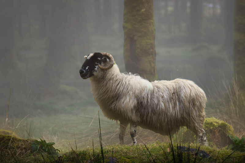 White and dark-headed sheep standing in misty forest with tall trees and moss-covered ground