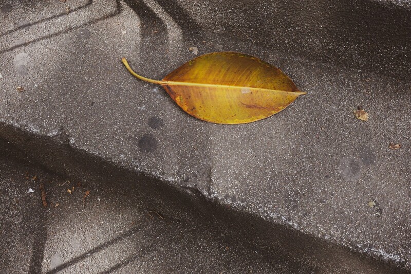 Golden-yellow autumn leaf on dark wet pavement with shadow