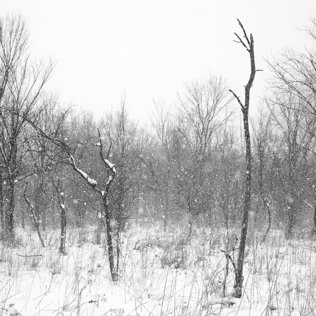 Black and white photo of snow falling among bare trees