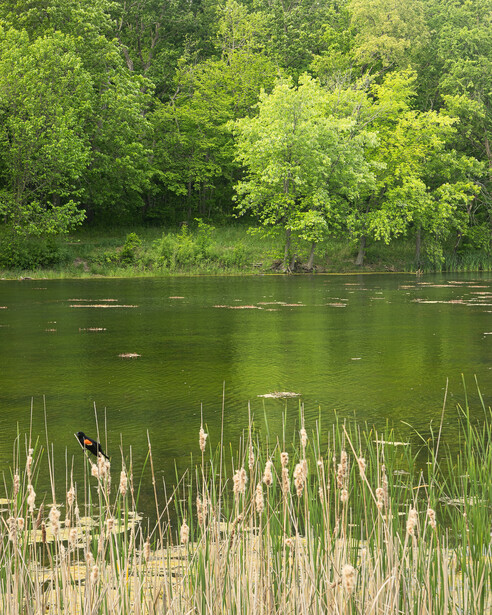 Photograph of trees and grasses around a lake