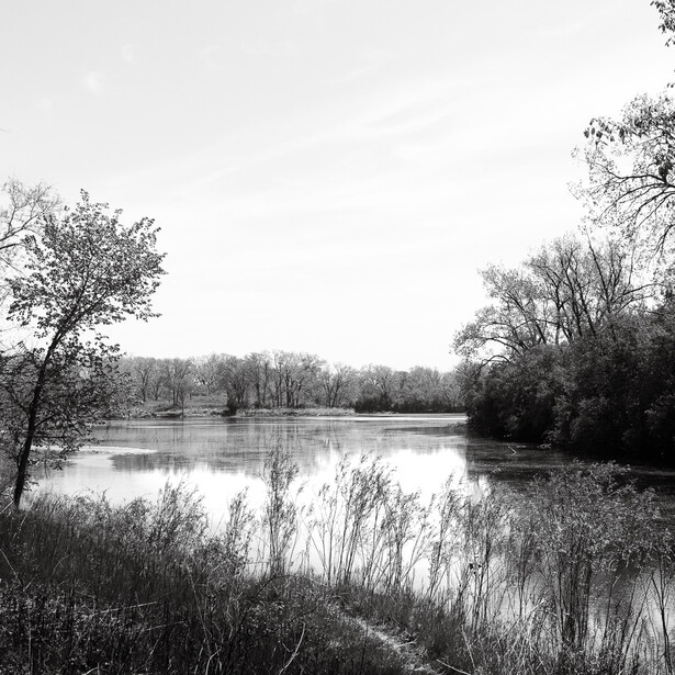 Black and white photo of trees around water