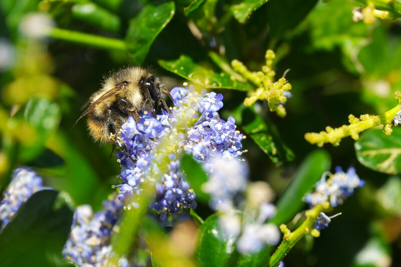 Bumblebee collecting pollen from purple flowers with yellow buds in soft natural light