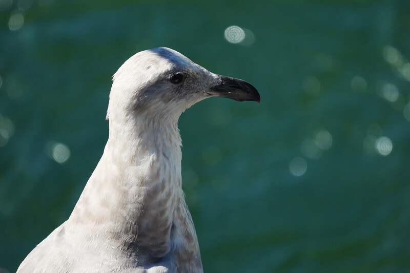 White seagull in profile against turquoise water with bokeh background