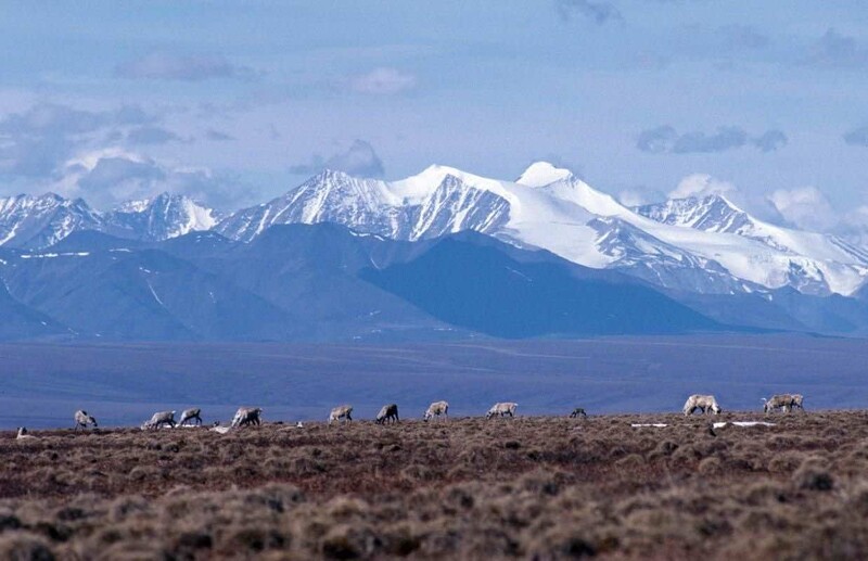 Herd of guanacos grazing on high-altitude plateau with snow-capped volcanic peaks in background