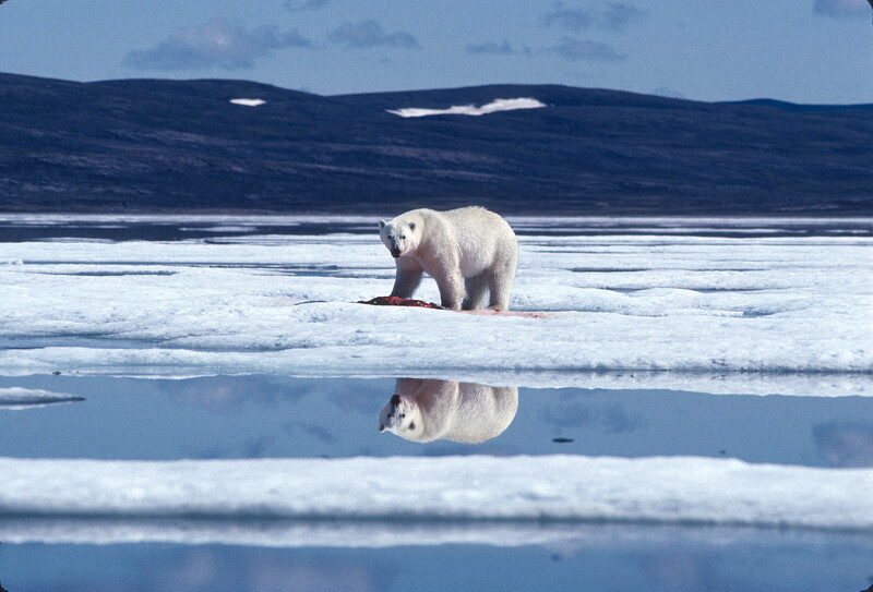 Polar bear walking on Arctic sea ice with its reflection visible in meltwater pools