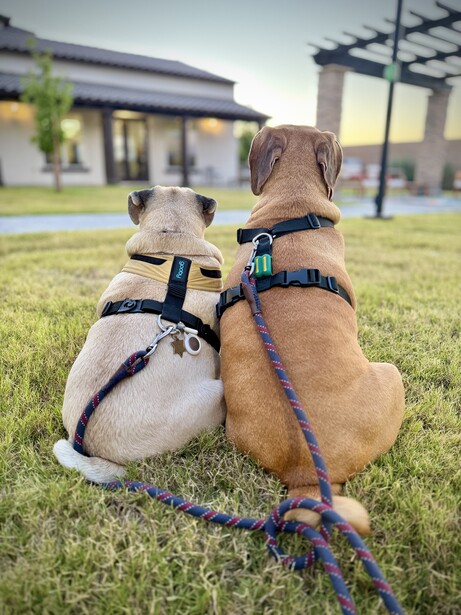 Two dogs sitting back-to-back on grass wearing harnesses, viewed from behind