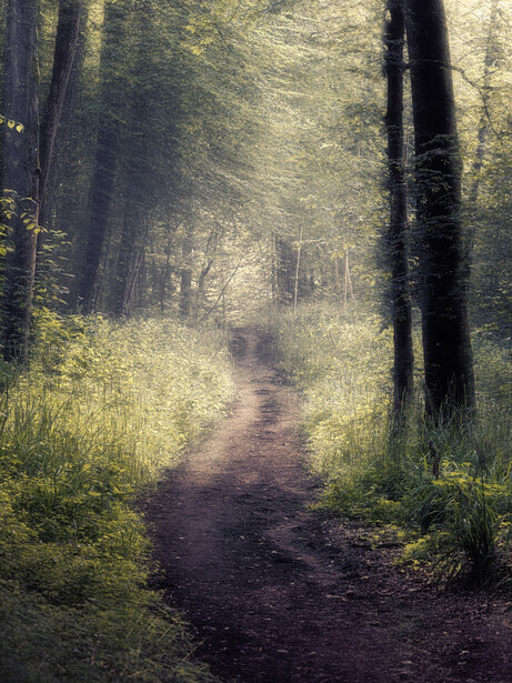 Forest path lined with tall trees filtered by golden sunlight
