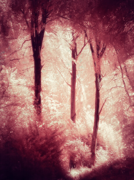 Misty forest path with bare trees bathed in warm, ethereal light
