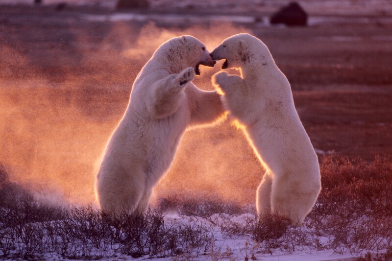 Two polar bears rearing up on hind legs in a face-to-face confrontation on snow