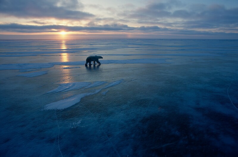 Polar bear walking across Arctic sea ice at sunset