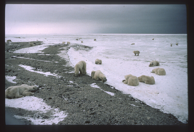 Polar bears scattered across Arctic ice and shallow water near a rocky shoreline