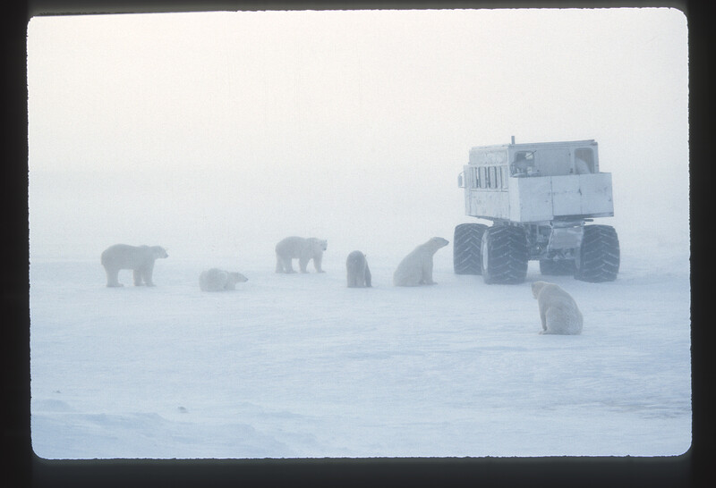Polar bears walking across arctic ice near a large industrial vehicle in heavy fog