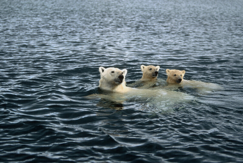 Four polar bears swimming in dark arctic water with heads above surface