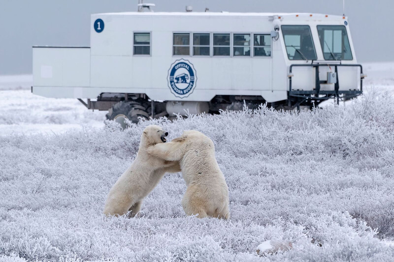 Two polar bears play-fighting in frosted tundra vegetation with a research vehicle behind them