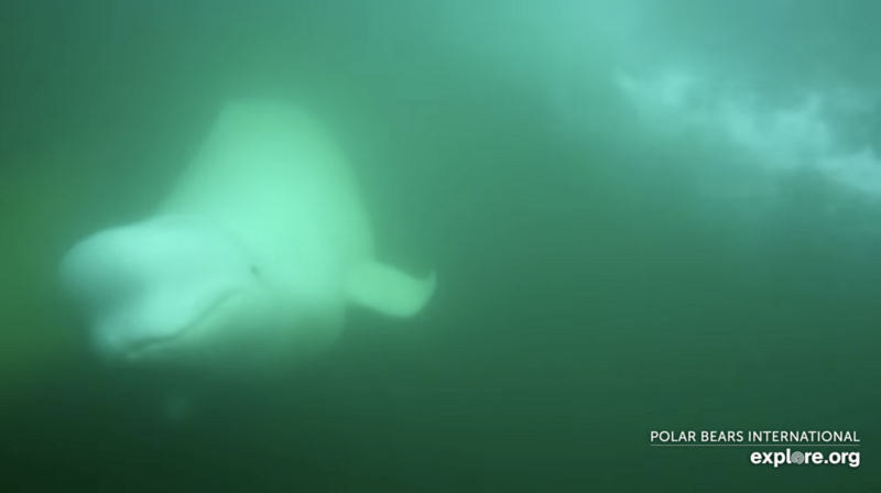 Underwater photograph of a manta ray gliding through murky green water