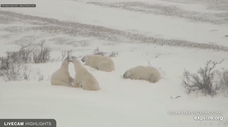 Polar bears resting in snow with sparse Arctic vegetation visible