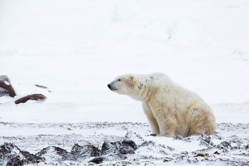 Polar bear sitting on snowy Arctic terrain with dark rocks in foreground