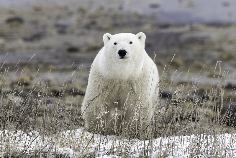 Polar bear standing in sparse tundra vegetation with patches of snow