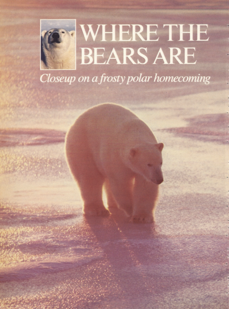 Polar bear walking across snowy Arctic terrain in soft, diffused golden-hour light