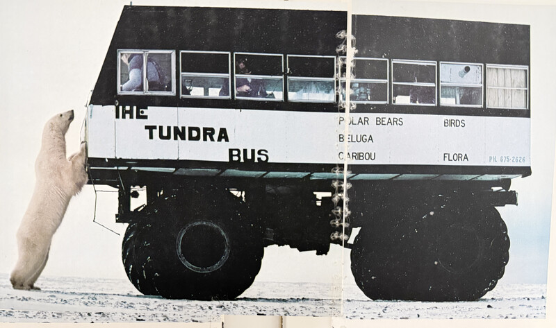 Polar bear standing on hind legs next to oversized black and white bus labeled 'The Tundra Bus'