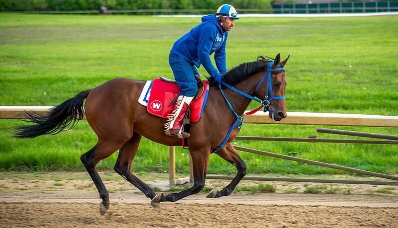 Jockey in blue silks riding a bay horse at a racetrack during training