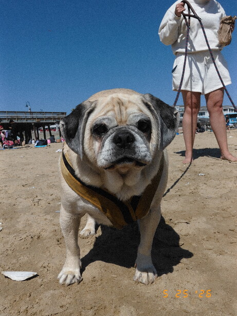 Close-up of an older tan and white dog on a beach with handler in background