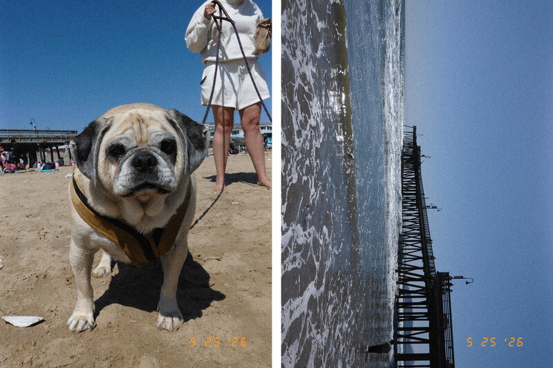 Yellow Labrador Retriever on beach with handler and wooden pier in background