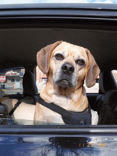 Yellow Labrador Retriever seated in car window wearing black harness
