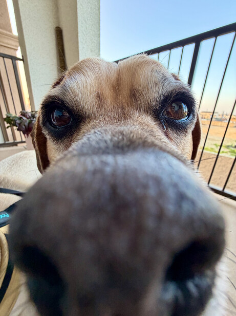 Dog's face shot from extreme close-up, nose prominently filling frame