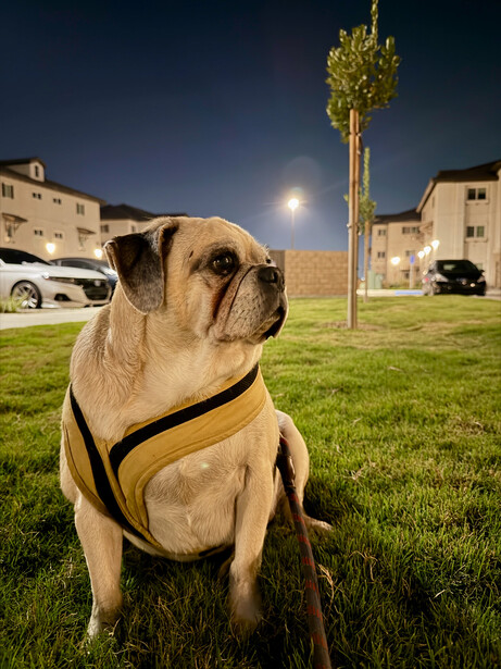 Fawn boxer dog wearing yellow harness sits on grass at night with apartment buildings and moonlight in background