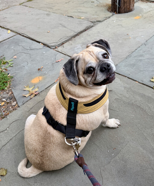 Pug sitting on gray stone pavement wearing a yellow and black harness