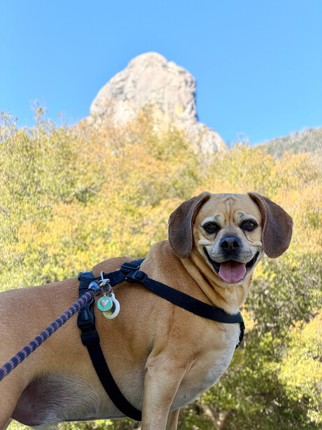 Yellow Labrador Retriever wearing blue harness on mountain trail with rocky peak behind