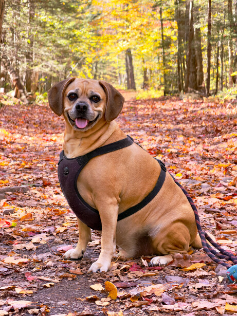 Brown and white dog sitting on autumn forest path wearing black harness