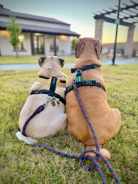 Two dogs sitting back-to-back on grass wearing harnesses, connected by a rope toy