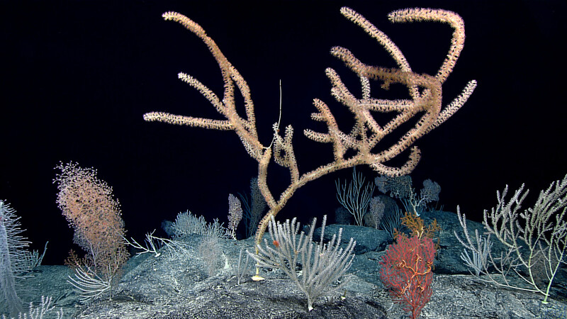 Deep-sea coral and sponge formations on dark ocean floor with tan branching corals and colorful encrusting organisms