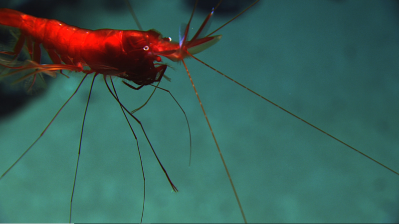 Bright red shrimp with long antennae photographed against a blue-green ocean background