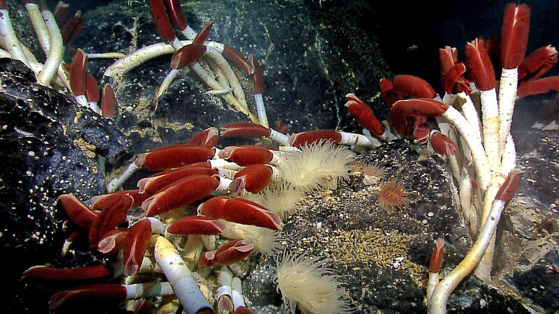Deep-sea hydrothermal vent ecosystem with red tube worms and white bacterial mats