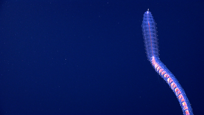 Bioluminescent deep-sea marine worm photographed against dark blue ocean backdrop