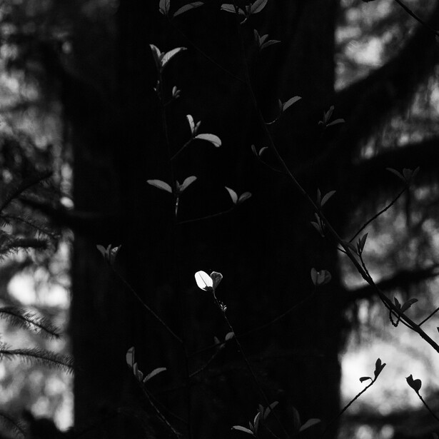 Black and white photo of a single leaf being lit in front of dark tree trunk