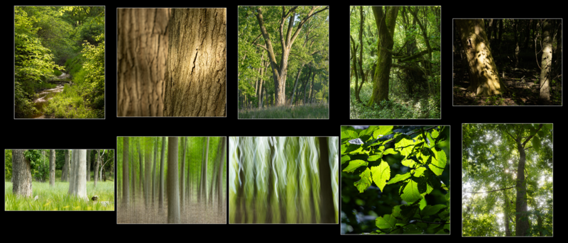 Panel of color forest photographs