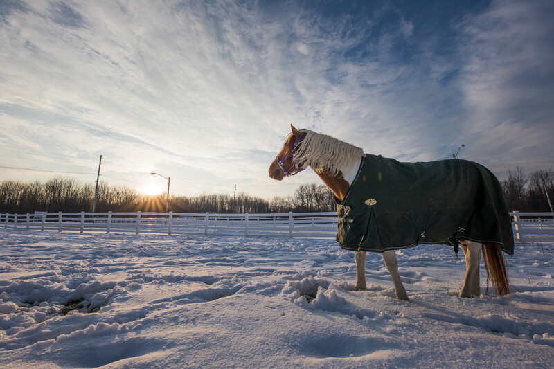 Horse wearing dark winter blanket standing in snowy field at golden hour