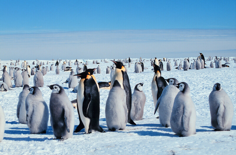 Ground-level view of an emperor penguin colony, with adults and downy chicks packed together on the sea ice, showing what a single satellite guano stain actually represents