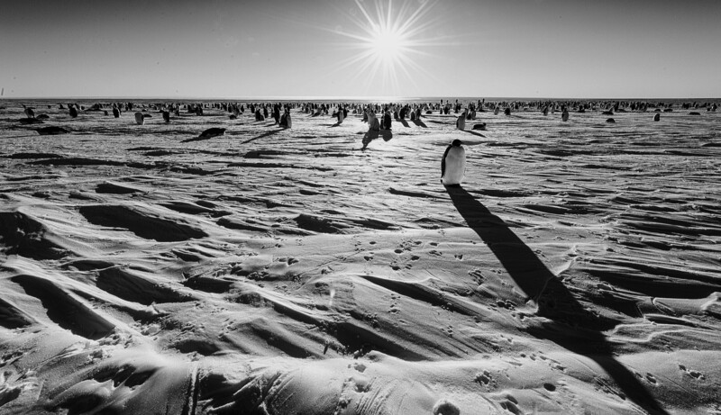 A lone emperor penguin on Antarctic sea ice, casting a long shadow back toward its colony